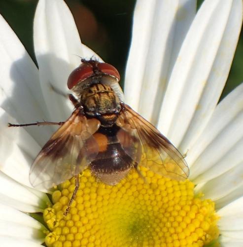 Réf. 194 882 : Ectophasia sp.
